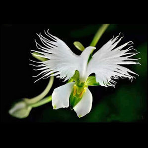 Meet your Posher, Lance